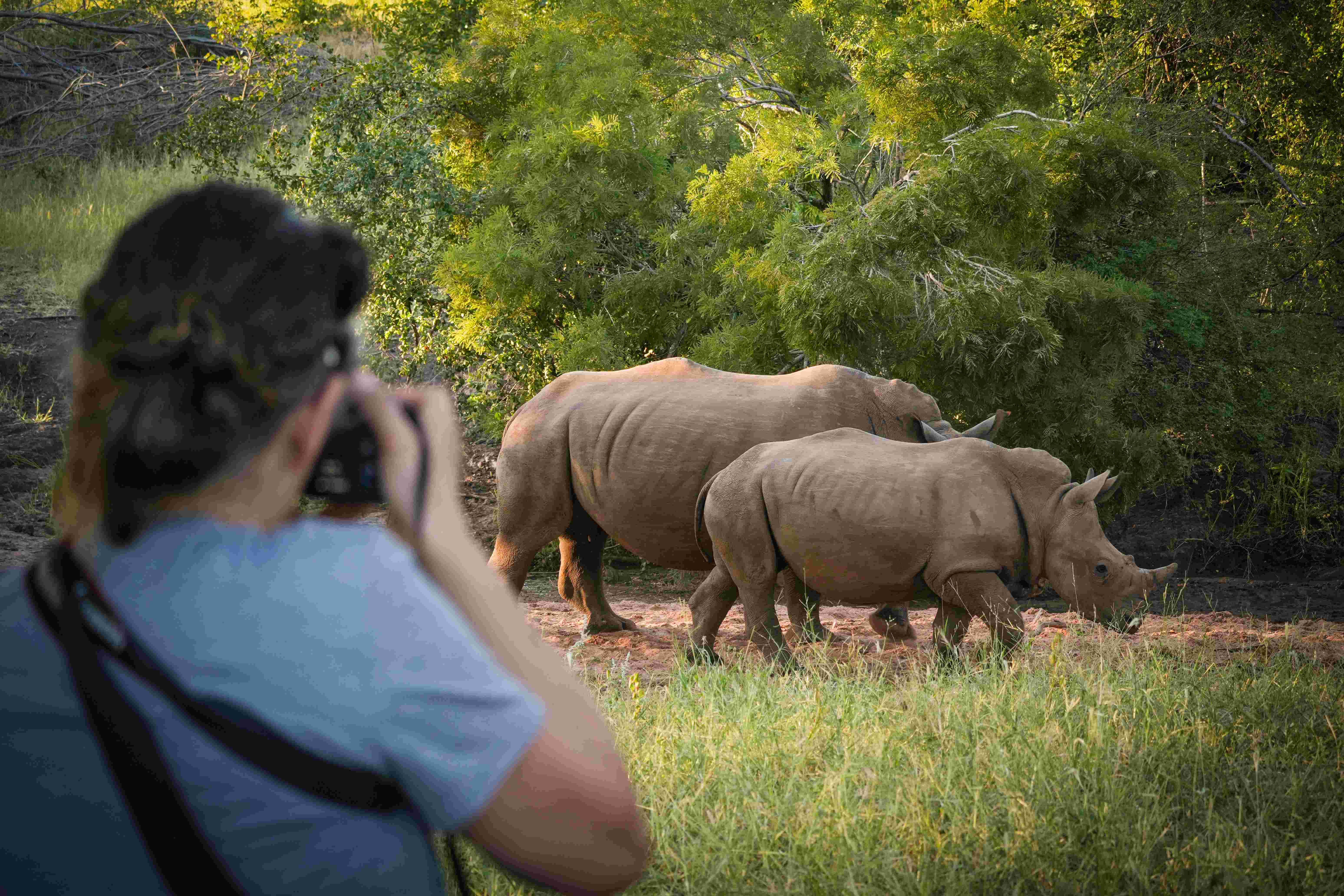 Rhino Trekking
