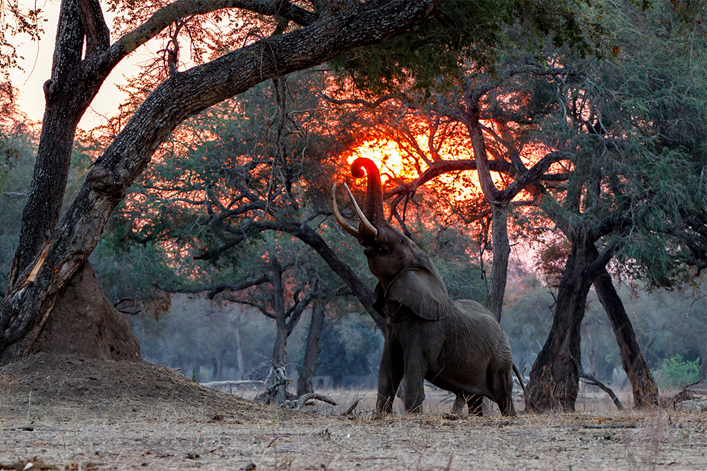 Mana Pools National Park | Stay Buddie Travel